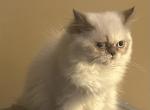 Little girl - Himalayan Kitten For Sale - Johnston City, IL, US