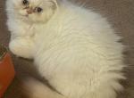 Flame point - Himalayan Kitten For Sale - Johnston City, IL, US