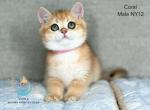 Coral Boy - British Shorthair Kitten For Sale - Mount Airy, MD, US