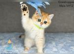 Grasshopper - British Shorthair Kitten For Sale - Mount Airy, MD, US