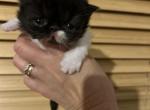 White and black female Persian kitten - Persian Kitten For Sale - MA, US