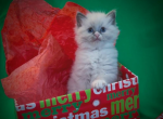 Blue Bicolor & Mitted Boys - Ragdoll Kitten For Sale - 