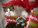 Sepia Mink Boys - Ragdoll Kitten For Sale - Kelso, WA, US