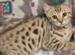 Christmas Bengal Kitten - Bengal Kitten For Sale - 