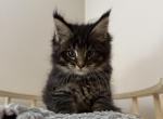 Wild Robot - Maine Coon Kitten For Sale - 