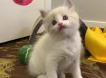 Shari Female Blue Bicolor - Ragdoll Kitten For Sale - 