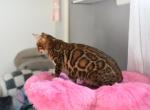 7 month old bengal female - Bengal Kitten For Sale - Lancaster, CA, US