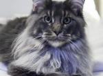 Sirius Black - Maine Coon Kitten For Sale - 