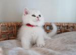 Hunter - British Shorthair Kitten For Sale - Las Vegas, NV, US