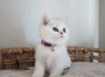 Juniper - British Shorthair Kitten For Sale - Las Vegas, NV, US