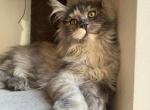 Middle - Maine Coon Kitten For Sale - 