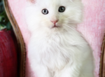 Monarch - Maine Coon Kitten For Sale - 