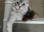 Little cute - Maine Coon Kitten For Sale - 