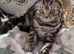 Tabia - Scottish Fold Kitten For Sale - Rocklin, CA, US