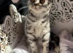 Tabbies - Scottish Fold Kitten For Sale - Rocklin, CA, US