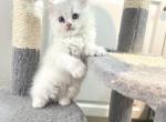 Mushu - Scottish Fold Kitten For Sale - Beaumont, CA, US