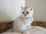 Aspen - British Shorthair Kitten For Sale - Las Vegas, NV, US