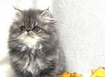 Natalie - Persian Kitten For Sale - Vancouver, WA, US