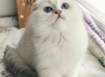 Marshmallow - Scottish Fold Kitten For Sale - Cherkasy, Cherkasy Oblast, UA