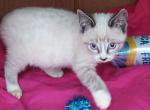 Lynxpoint Snowshoe Girl - Snowshoe Kitten For Sale - Walterboro, SC, US