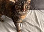 Rue - Domestic Cat For Adoption - Oakbrook Ter, IL, US