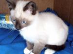 Sealpoint Snowshoe Boy2 - Snowshoe Kitten For Sale - Walterboro, SC, US