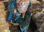 Fitzgerald - Maine Coon Kitten For Sale - 