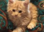 Jack - Maine Coon Kitten For Sale - Port Clinton, OH, US