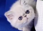 Bonnie - Exotic Kitten For Sale - Norwalk, CT, US