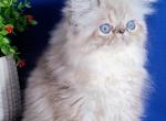 Barbie - Persian Kitten For Sale - Pembroke Pines, FL, US