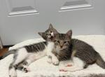 Mixed breed with Bombay - Domestic Kitten For Adoption - Woodbridge Township, NJ, US