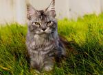 Moana - Maine Coon Cat For Sale - Westfield, IN, US