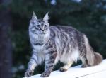 Daytona - Maine Coon Kitten For Sale - 