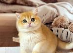 Best baby - British Shorthair Kitten For Sale - 