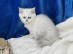 Linda - British Shorthair Kitten For Sale - Phoenix, AZ, US