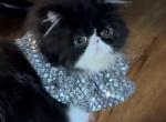 MyWish Marilyn Monroe - Persian Kitten For Sale - 