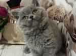 Female blue color - British Shorthair Kitten For Sale - 