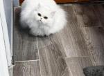 Leo - Persian Kitten For Sale - Warren, MI, US