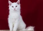 Kasey - Maine Coon Kitten For Sale - Brooklyn, NY, US