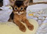 Remy - Somali Kitten For Sale - 