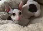 Heartie - Cornish Rex Kitten For Sale - 