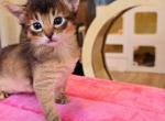 Sprite - Somali Kitten For Sale - 