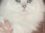 White Litter Blue eyes - Scottish Fold Kitten For Sale - 