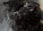 MyWish Black Magic - Persian Kitten For Sale - 