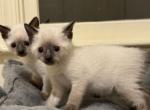 Vanilla - Siamese Kitten For Sale - 