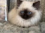 Beautiful female - Ragdoll Kitten For Sale - Knoxville, IA, US