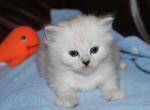 Ivory - Ragdoll Kitten For Sale - 