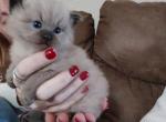 Coby and Chelsea's litter - Ragdoll Kitten For Sale - Shawnee, OK, US