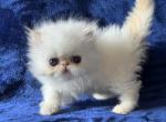 Persian Himalayan Kitten - Persian Kitten For Sale - Long Beach, CA, US