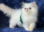 Persian Himalayan Kitten Male - Persian Kitten For Sale - Long Beach, CA, US